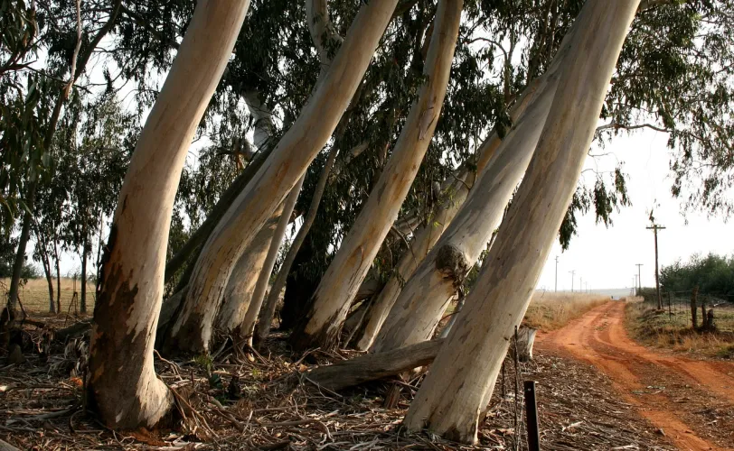 Ευκάλυπτος
