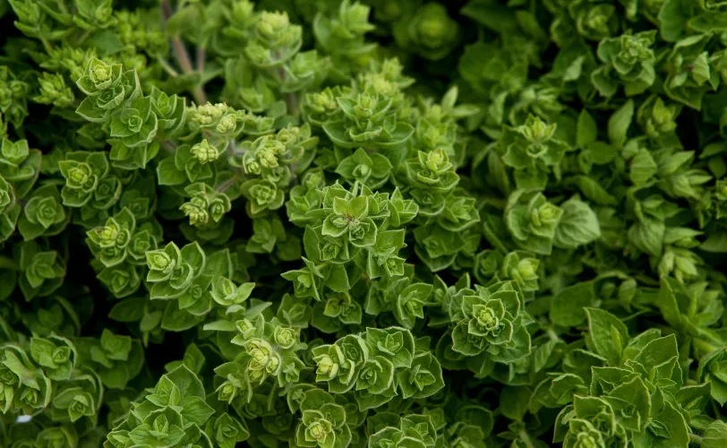 Oregano plant