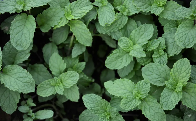 herbs